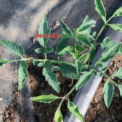 Marizol Purple