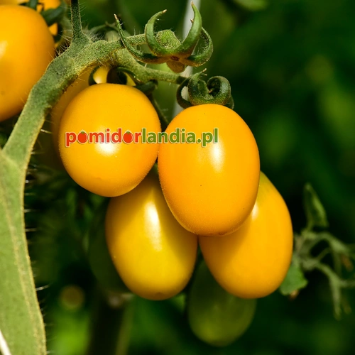 Yellow Plum