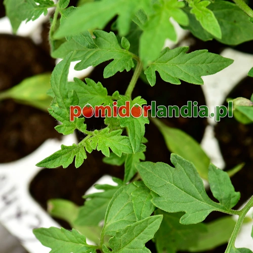Red Penna