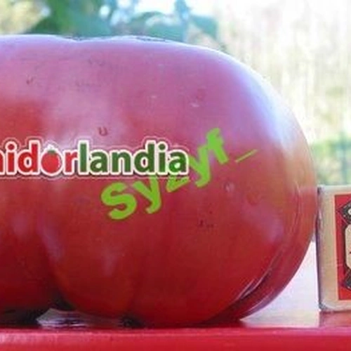 Florida Pink