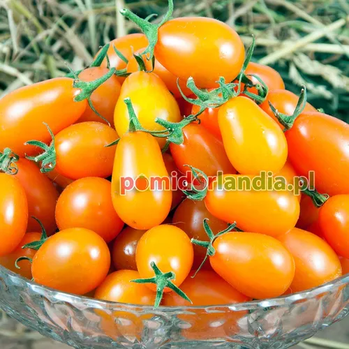 Pomarańczowe, drobne i wydłużone owoce odmiany Raisin Orange w szklanej misce.