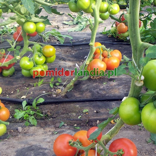 Ararat Hellfrucht