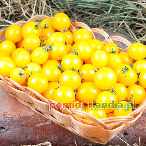 Żółte, kuliste i drobne owoce odmiany Mini Yellow w wiklinowym koszyku.