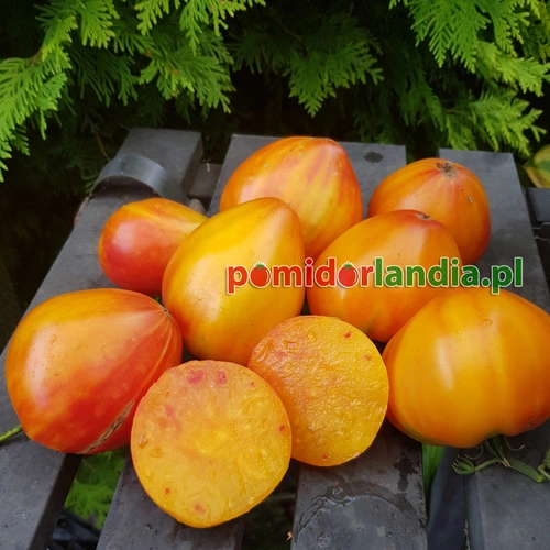 Orange Russian 117
