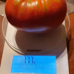 Mrs Maxwell's Big Italian – Rafał Krasowski, 777 g