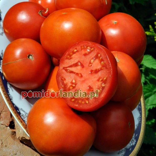 Bush Beefsteak