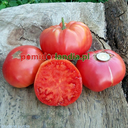 Prudens Purple