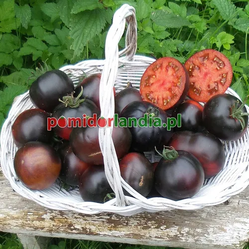 Juodi, apvalūs ir smulkūs veislės „Indigo Black Beauty“ vaisiai baltame krepšelyje. Du vaisiai perpjauti, matyti raudonas minkštimas.