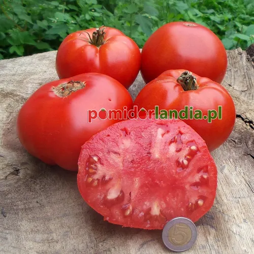 Czerwone owoce odmiany Beefsteak na drewnianym pniu. Jeden z owoców jest przekrojony, ukazując czerwony miąższ.