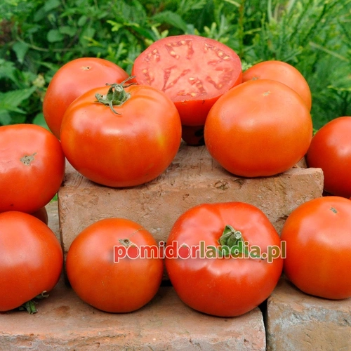 Bush Beefsteak
