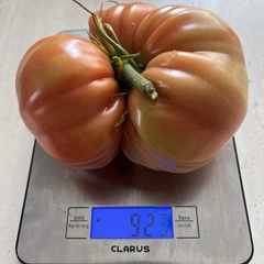Aussie – Tomasz Kania, 923 g