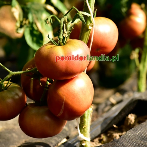 Dark Spudleaf