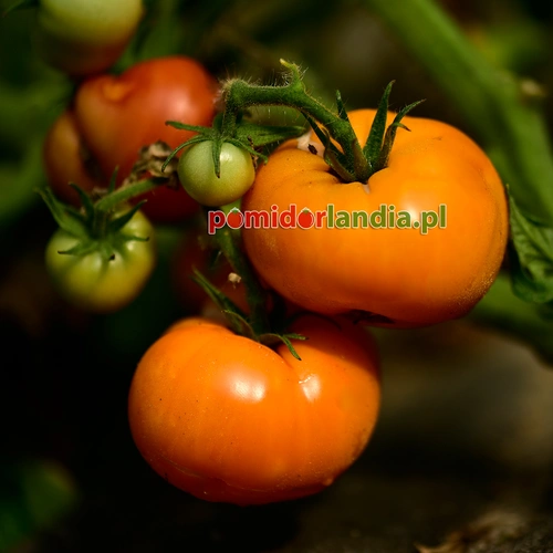 Dwarf Blazing Beauty