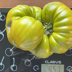 Kiwi – Ilona Lenczewska, 857 g