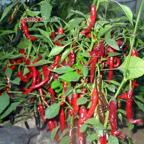 Purple Thai Chili (ostra)