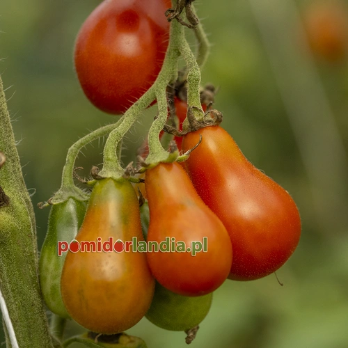 Red Pear Cherry