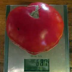 Aussie – Karolina Zmudzińska, 687 g