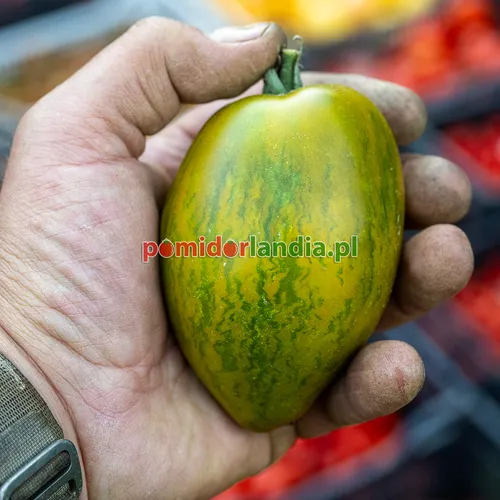 W dłoni duży, wydłużony i żebrowany owoc odmiany Dwarf Saucy Mary o zielonej skórce z żółtymi pasami.