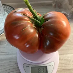 Ruby Surprise – Marcin Jedraszko, 877 g