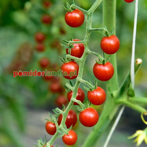 Sweet Pea Currant Red