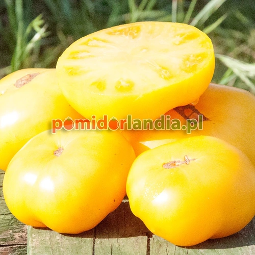 Dixii Golden Giant