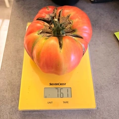 Henderson’s Winsall – Bożena Kurzyńska, 761 g
