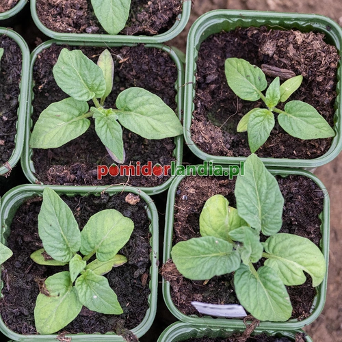 Sweet Scarlet Dwarf