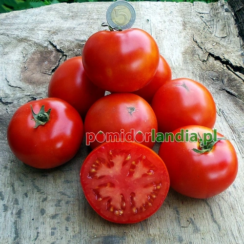 Sheyenne Heirloom