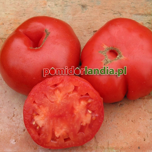 Ponderosa Red