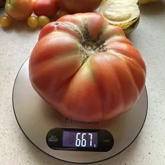 Aussie – Paulina Jurgiewicz, 667 g