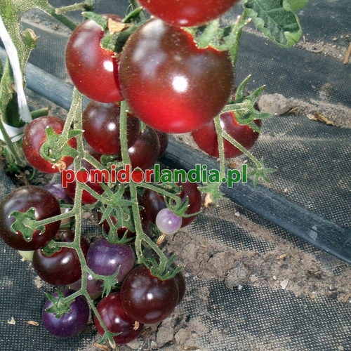 Bing Cherry