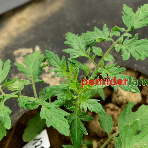 Green Doctors Frosted