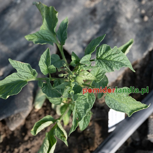 Brandywine Sudduth's Strain