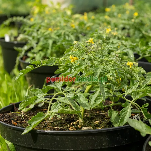 Jeune plant de la variété Tumbling Jester avec un feuillage normal dans un pot noir.