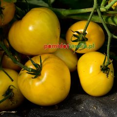 Dwarf Lemon