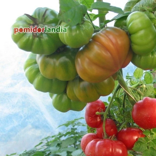 Russo Sicilian Togetta