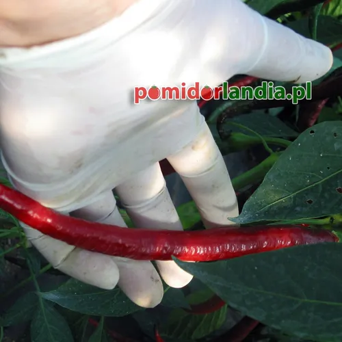 Joe's Long Cayenne (ostra)