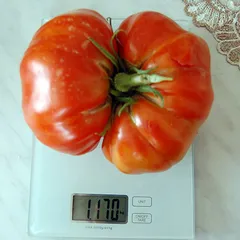 Aussie – Karolina Lenda, 1170 g