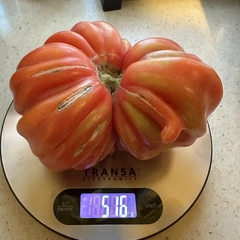 Tlacolula Ribbed – Paulina Jurgiewicz, 516 g