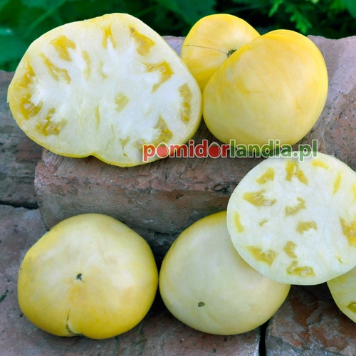 Candy's Old Yellow