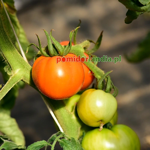 Caro Rich Heirloom