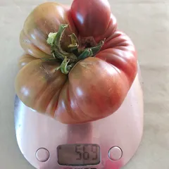 Black from Tula – Joanna Wyrwas, 569 g