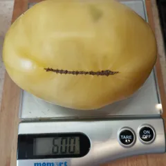Great White – Aneta Gniazdowska, 600 g