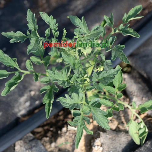 Marizol Red
