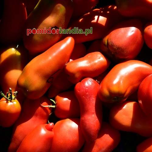 Andine Cornue