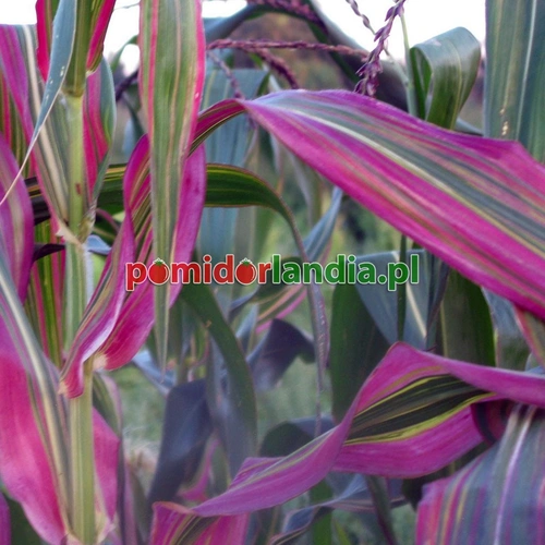 Decorative Corn
