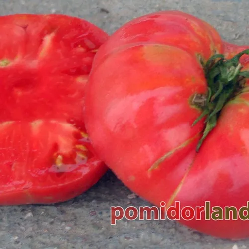 Czerwone, spłaszczone i żebrowane owoce odmiany Watermelon Beefsteak, jeden z nich jest przekrojony.