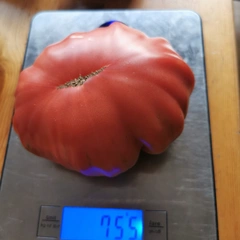 Tlacolula Ribbed – Monika Jeznach, 755 g