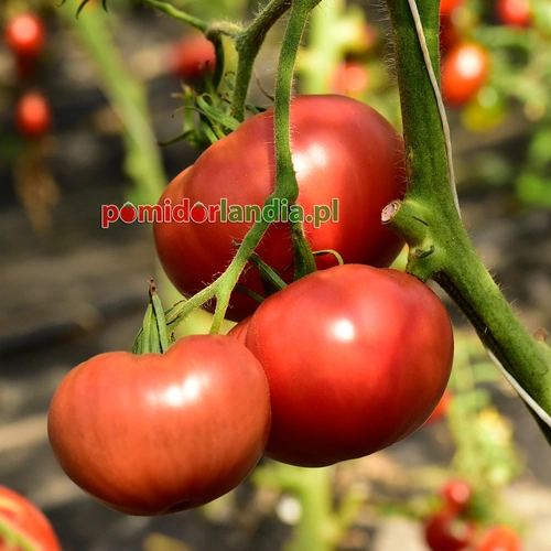 Watermelon Beefsteak