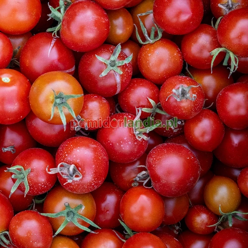 42 Day Tomato